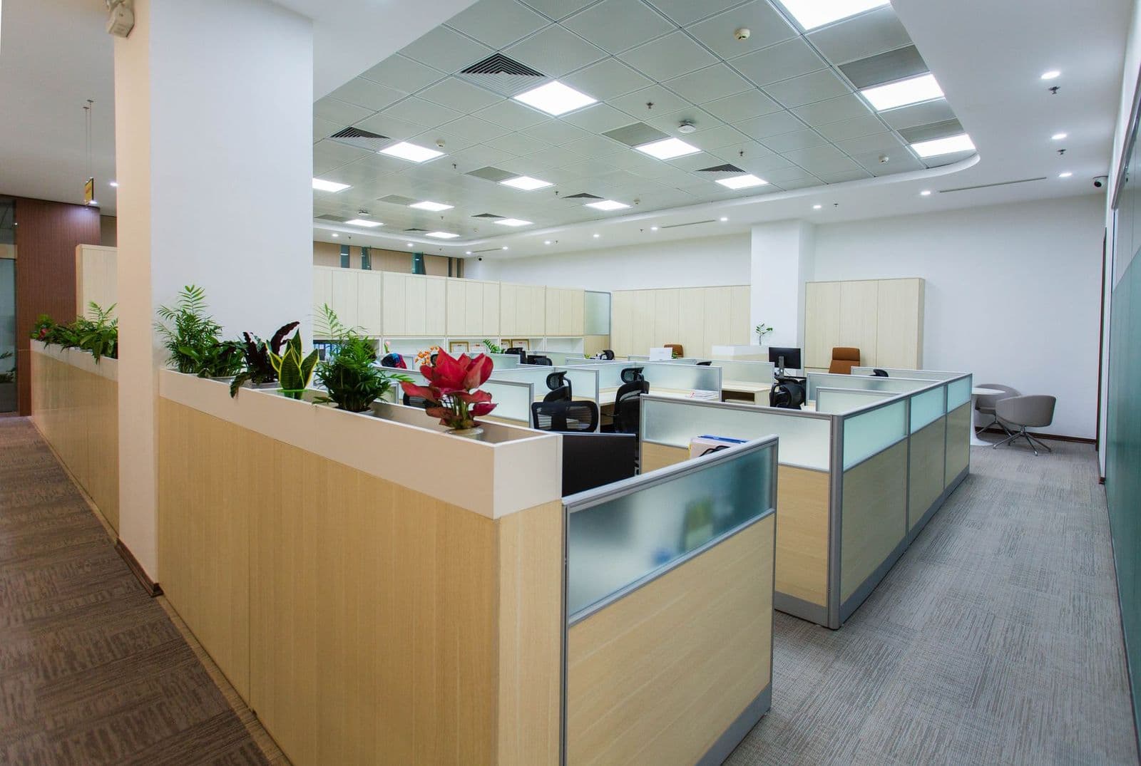Bright, tidy open-plan office with workstations and plants